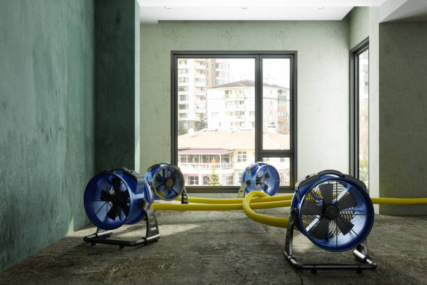 Best Mold removal after water damage  in Lenexa, KS